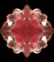 P3137281Kal1.jpg